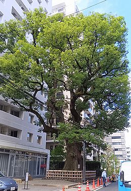 クスノキ