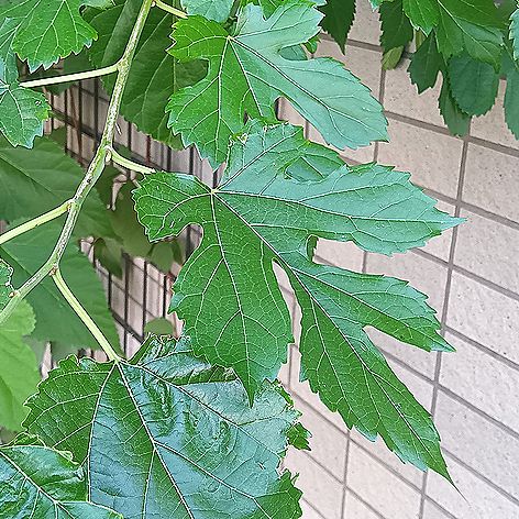 クワ、ヤマグワ
