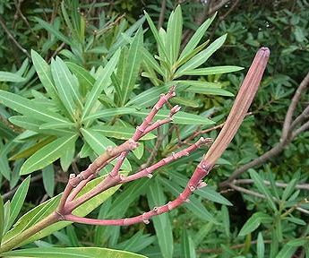 キョウチクトウ