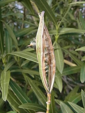 キョウチクトウ