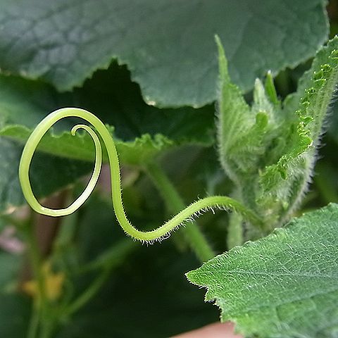 キュウリ