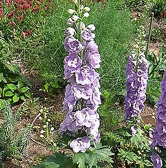 デルフィニウム