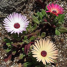 リビングストン・デージー