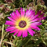 リビングストン・デージー