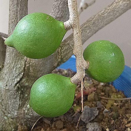 マカダミアの実