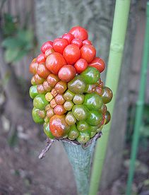 蝮草 マムシグサ