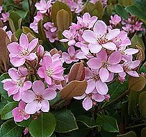 マルバシャリンバイ