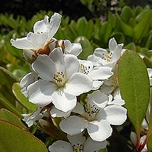 マルバシャリンバイ