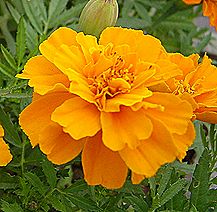 マリーゴールド