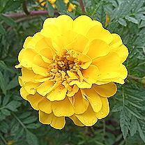 マリーゴールド