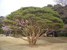 タギョウショウ