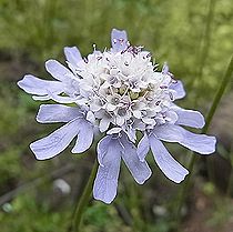 マツムシソウ、スカビオサ