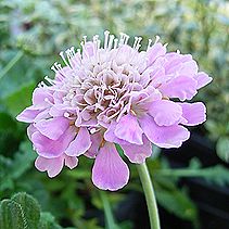 マツムシソウ、スカビオサ