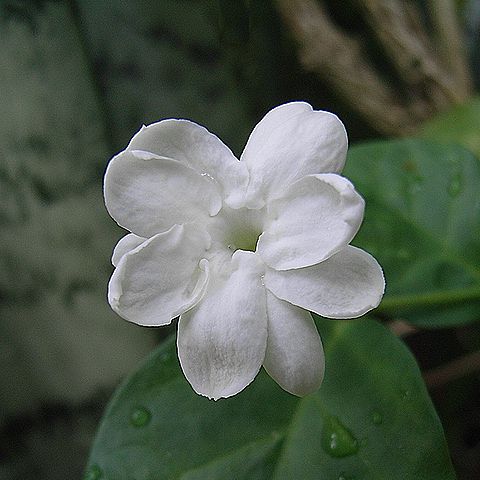 茉莉花（マツリカ）