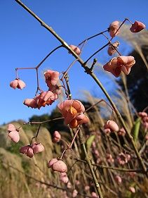 真弓 マユミ