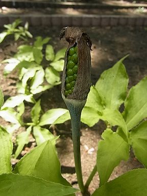 ミミガタテンナンショウ