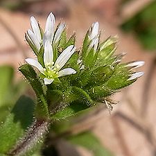 オランダミミナグサ