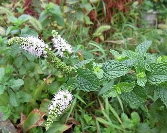 ミント 薄荷 はっか 写真集 １