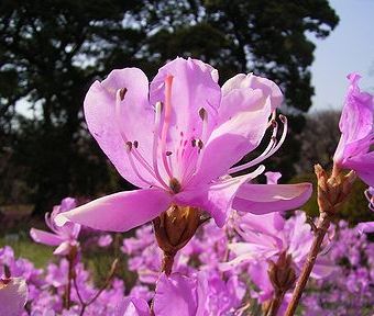 タカクマミツバツツジ