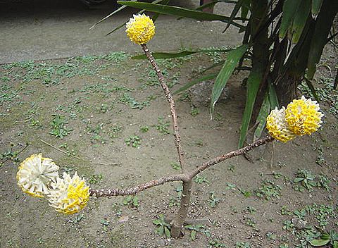 ミツマタ