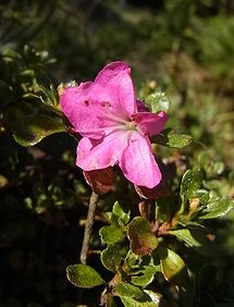 深山霧島 ミヤマキリシマ