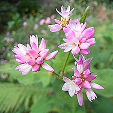 ミゾソバ、ウシノヒタイ