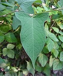 ミゾソバ、ウシノヒタイ