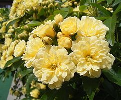 木香薔薇 モッコウバラ