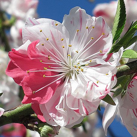 モモの花ページ 桃（モモ）