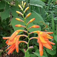 モントブレチア