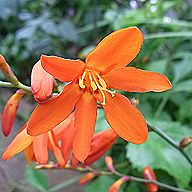 モントブレチア