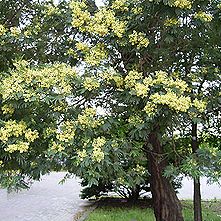 モリシマアカシア