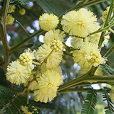 モリシマアカシア