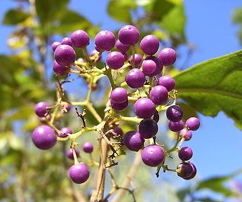 ムラサキシキブ