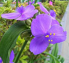 ムラサキツユクサ