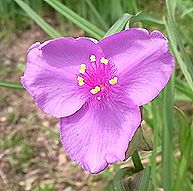 ムラサキツユクサ