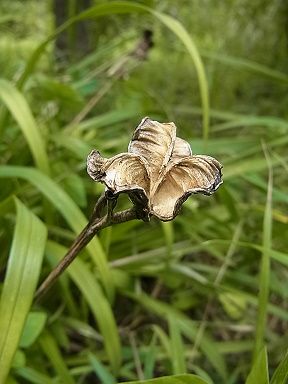 ムサシノキスゲ