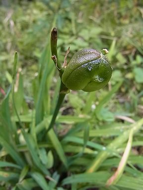 ムサシノキスゲ