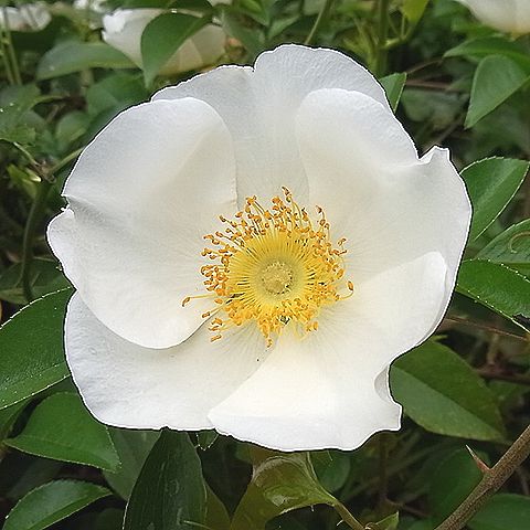 ナニワイバラ