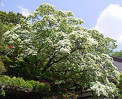 なんじゃもんじゃの木