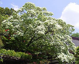 ナンジャモンジャノキ