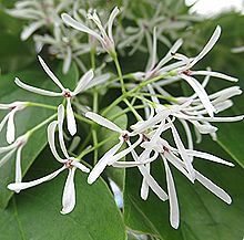 なんじゃもんじゃの木