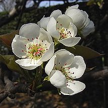 ナシの花