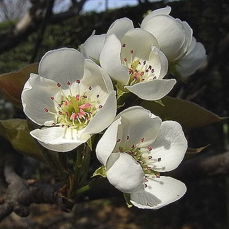 ナシの花