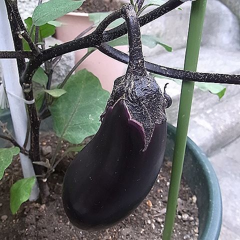 ナス