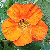 ナスタチューム