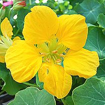 ナスタチューム