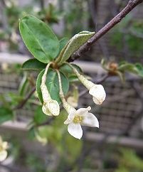 夏茱萸 ナツグミ 唐茱萸 トウグミ