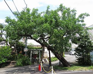 棗 写真集 １