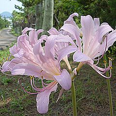ナツズイセン